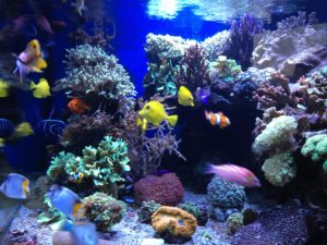 Monarchie Bevestigen aan Boom Zeewateraquarium - Robert Knops